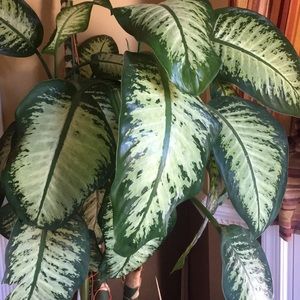 Meet your Posher, Giovanna